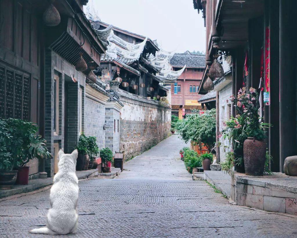 月光影视